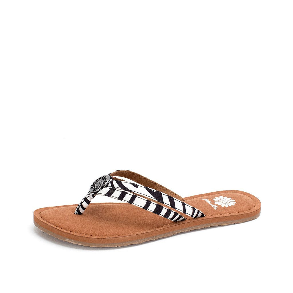 yellow-box-divity-zebra